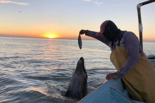 De nueva cuenta, grupos de delfines visitan las aguas del Golfo de Santa Clara