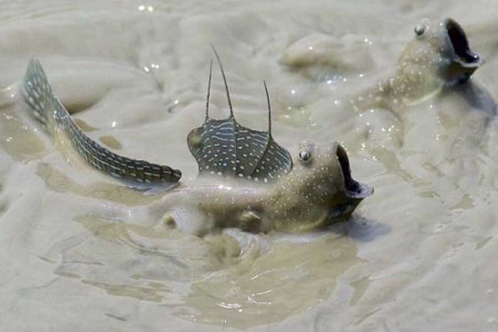 Un pez que parpadea da pistas para averiguar cómo la vida salió del agua