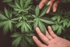 Senado aprueba uso lúdico de la cannabis para mayores de edad