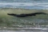Captan a cocodrilo de tres metros paseando en playas de Acapulco