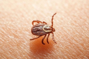 Las garrapatas podrían preferir a los humanos en vez de animales por el cambio climático