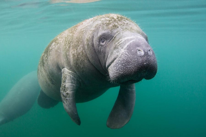 ¡Terrible! Florida está enfrentando una ola de muertes de manatíes sin precedentes