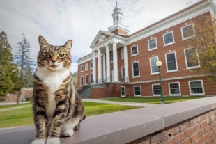 Max es un gato que ha estado socializando en el campus durante aproximadamente cuatro años
