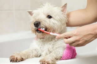 Consejos para cuidar la salud bucodental de perros y gatos