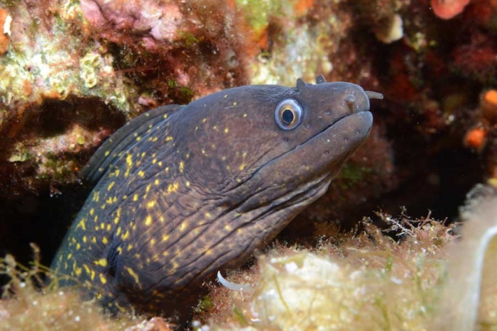 ¡Alerta! por ataques de peces morena, Nayarit cierra sus playas