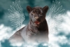 ¡Tragedia! Cachorra de jaguar muere por inundación de aguas negras en zoológico de Morelia