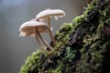 Ingrediente activo en hongos podría usarse para tratar la depresión