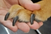 Esta es la forma correcta de cortarle las uñas a tu perro sin lastimarlo