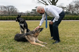 Muere ‘Champ’, la mascota de Joe Biden