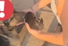 Exigen justicia  por ataque a perrita y su cría en Tultitlán