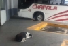 “Vaca”, la perrita que espera a diario por su amigo en una central de camiones
