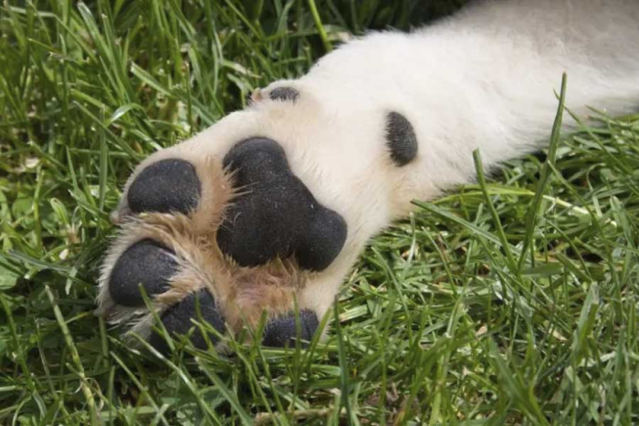 Estas estructuras, situadas en las patas, protegen al ejemplar del contacto directo con el suelo