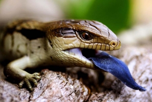 ¿Porqué algunos animales tienen la lengua azul?