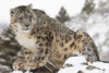 Reaparece leopardo de las nieves, animal que se creía extinto
