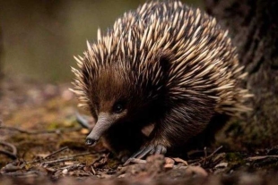 Equidna, el erizo australiano que hace burbujas para protegerse del calor