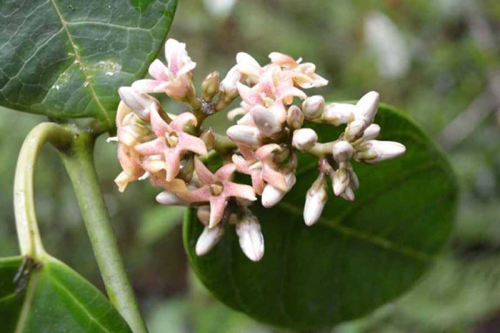 Investigadores de la UNAM descubren una nueva especie de planta con dulce aroma