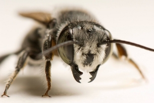 Las abejas silvestres de Argentina eligen el plástico para construir sus nidos únicos