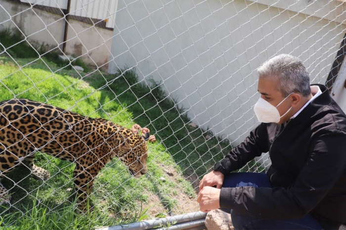 Inauguran hábitat para preservar al jaguar mexicano, en Ecatepec