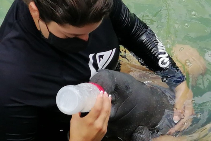 Rescatan en Quintana Roo a manatí huérfano para devolverlo a su hábitat natural