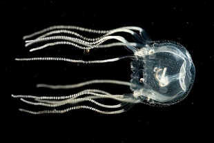 Inédito experimento demuestra que las medusas pueden aprender aún sin cerebro