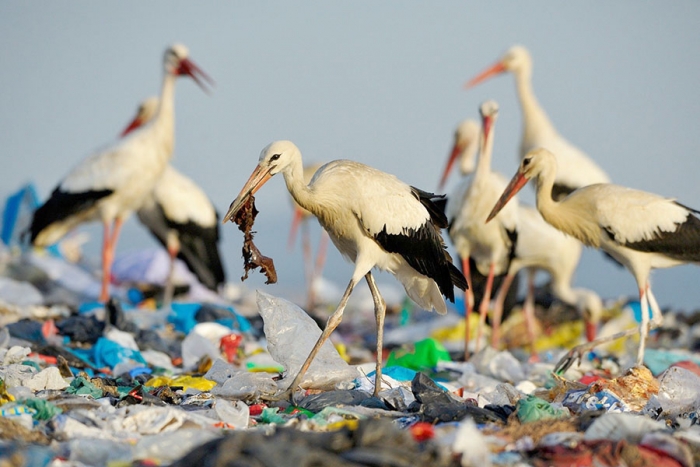 ¿Por qué los animales del océano comen plástico?