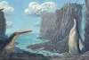 Confirman el hallazgo de un fósil de pingüino gigante en Nueva Zelanda