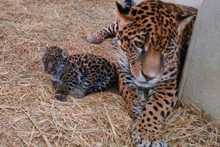 ¡Bienvenidos! Nacen dos crías de jaguar en parque “El Ocotal”