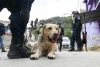 No dan tregua héroes caninos en la búsqueda de desaparecidos en el Cerro del Chiquihuite