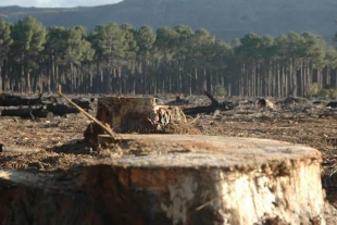 Deforestación; un problema que daña los ecosistemas del Estado de México