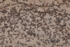 Liberan miles de hormigas caníbales atrapadas en un búnker