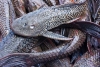 Más de 400 peces Diablo invaden río en Texas después de ser liberados