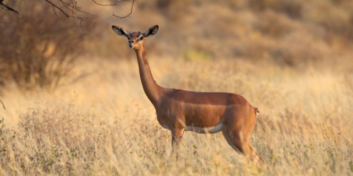 Su nombre proviene de la palabra somalí “garanuug”, que en su traducción al español significa “cuello de jirafa”. 