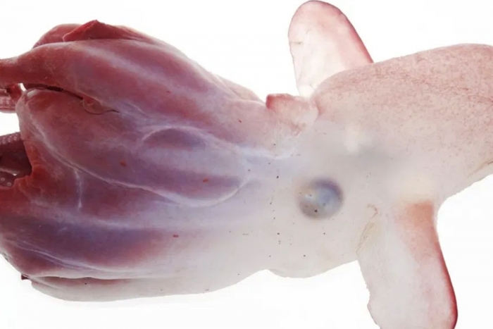 Descubren una nueva especie de pulpo