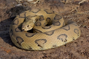 Encuentran ejemplar de la serpiente más venenosa de la India con dos cabezas