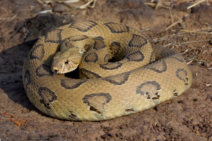 Encuentran ejemplar de la serpiente más venenosa de la India con dos cabezas