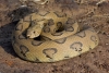 Encuentran ejemplar de la serpiente más venenosa de la India con dos cabezas