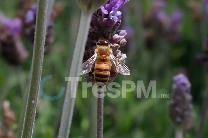 Abejas polinizadoras