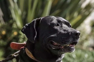 De perrito migrante a empleado: peludo consigue trabajo en el IMSS