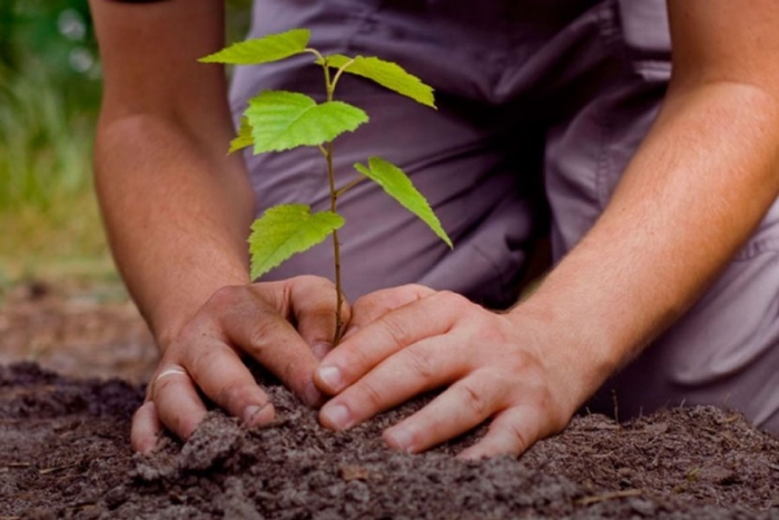 Para reforestar hay que esperar a que lleguen las lluvias