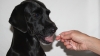 Pruebas de ADN en perros: la nueva tendencia para comprobar pedigrí y enfermedades
