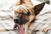 ¡Ups! Así fue la “humana” reacción de dos perros luego de romper una pared jugando