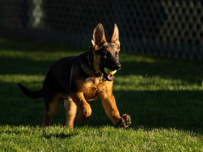 La familia Biden tiene una nueva mascota: “Commander”