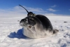 Utilizan robots y focas para resolver misterio de los enormes agujeros de hielo en Antártida