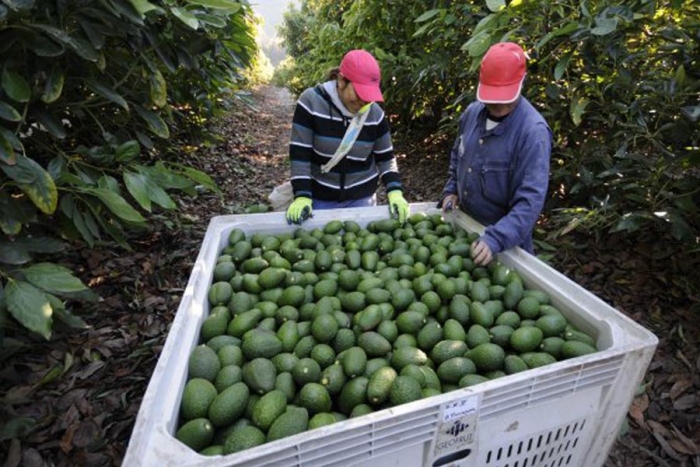 Pide México abrir exportaciones de aguacate hacia Estados Unidos