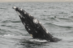 Las ballenas tuvieron cuatro patas y andaban en tierra