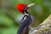 Estados Unidos declara al pájaro carpintero y otras especies como animales extintos