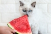 Conoce qué frutas puede comer un gato y sin duda amará