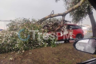 La carretera Toluca- Palmillas registró caída de árboles y postes sobre un par de automóviles