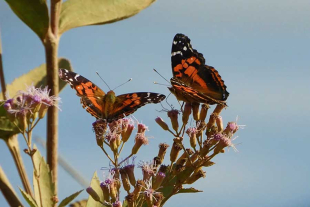El equipo involucrado recorrió el continente africano en busca de ejemplares y analizó el ADN de más de 300 lepidópteros procedentes de 38 países.