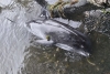 Delfines luchan por salvarse ante derrame